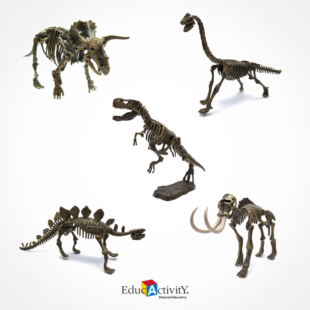 Rompecabezas Esqueleto de Dinosaurios 3D