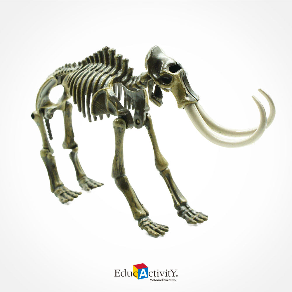 Rompecabezas Esqueleto de Dinosaurios 3D